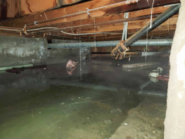 Best Carpet water damage restoration  in La Feria, TX